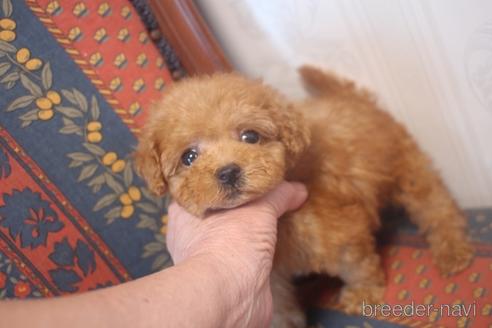 成約済の奈良県のトイプードル-142119の2枚目