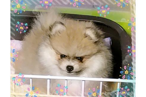成約済の愛知県のポメラニアン-134200の3枚目