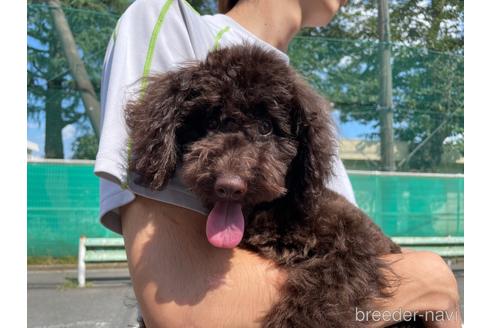 成約済の群馬県のトイプードル-129335の1枚目