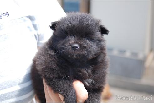 成約済の埼玉県のポメラニアン-142184の8枚目