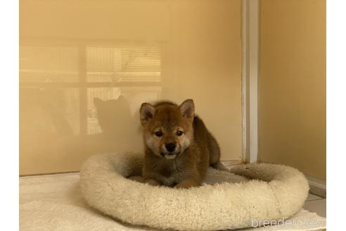 成約済の岡山県の柴犬-135112