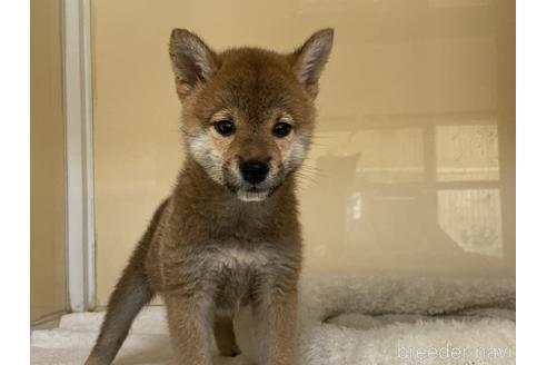 成約済の岡山県の柴犬-135112の4枚目