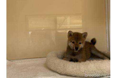 成約済の岡山県の柴犬-135112の3枚目