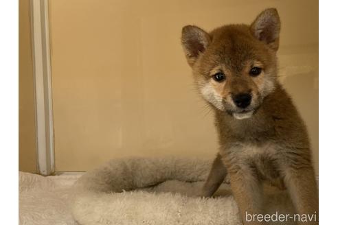 成約済の岡山県の柴犬-135112の2枚目