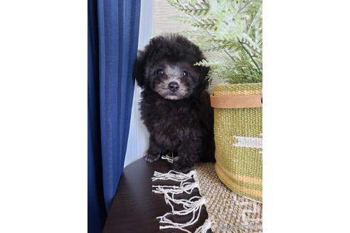 成約済の岡山県のタイニープードル-142243の1枚目