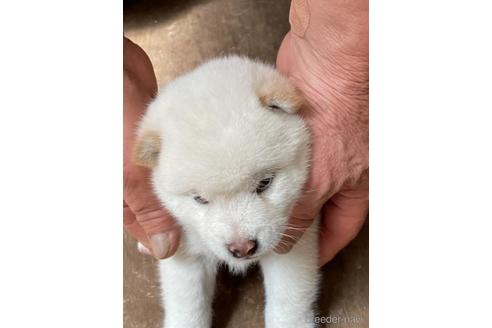 成約済の広島県の柴犬-140842の2枚目