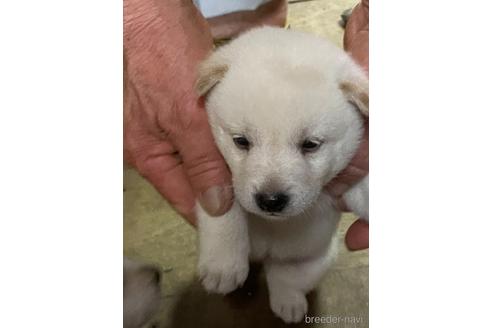 成約済の広島県の柴犬-140843の2枚目