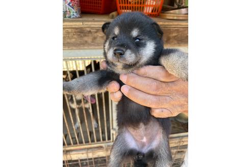 成約済の広島県の柴犬-140753の3枚目