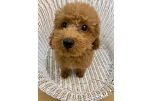 成約済の北海道のトイプードル-133992の7枚目