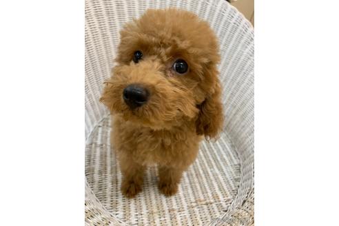 成約済の北海道のトイプードル-133992の6枚目