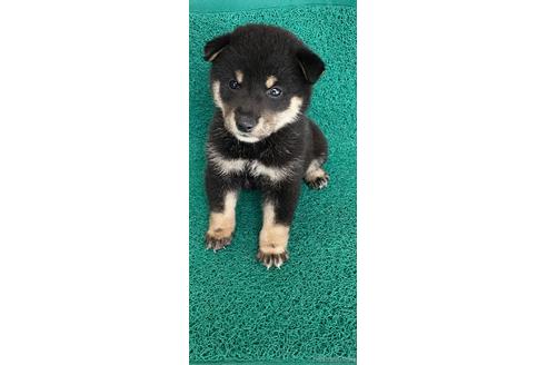 成約済の広島県の柴犬-142250の1枚目