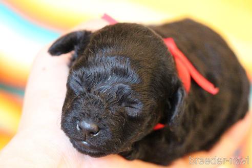 成約済の愛知県のトイプードル-140934の19枚目