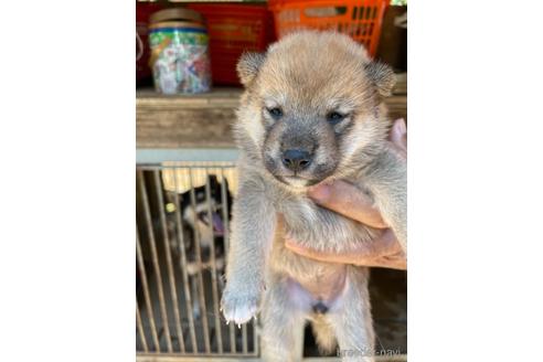 成約済の広島県の柴犬-139492の2枚目