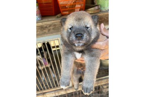 成約済の広島県の柴犬-141122の2枚目