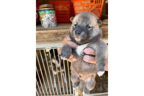成約済の広島県の柴犬-141121の2枚目