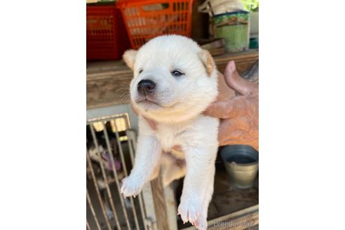 成約済の広島県の柴犬-140754の2枚目