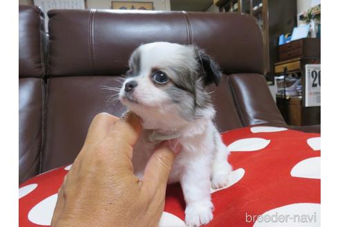 成約済の福岡県のチワワ(ロングコート)-142302の9枚目