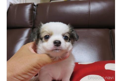 成約済の福岡県のチワワ(ロングコート)-142304の1枚目