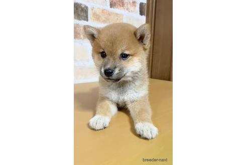 成約済の茨城県の豆柴-142315の4枚目
