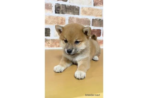 成約済の茨城県の豆柴-142315の2枚目