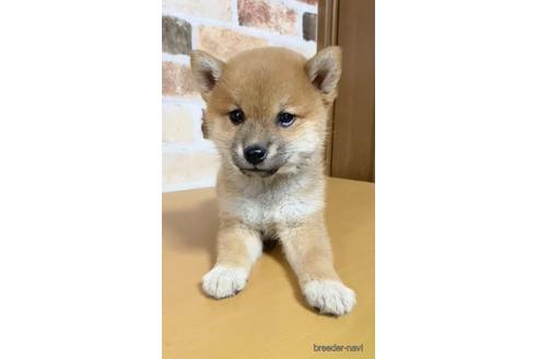 成約済の茨城県の豆柴-142315