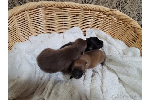 成約済の千葉県のポメラニアン-143000の17枚目