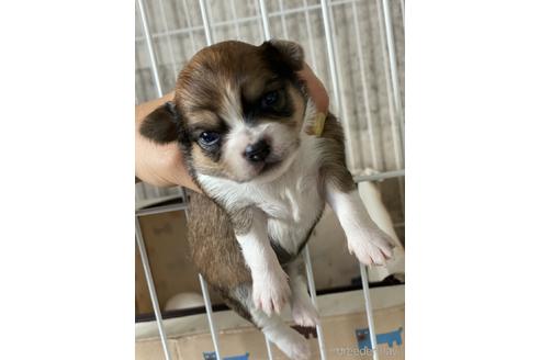 成約済の群馬県のチワワ(ロングコート)-142348