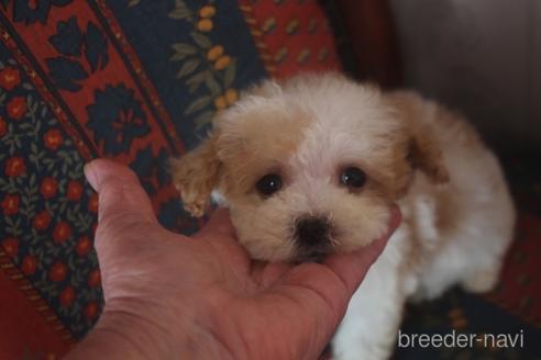 子犬