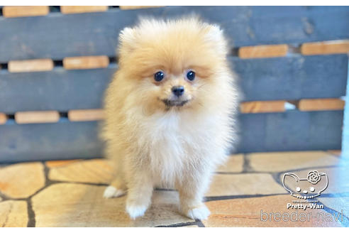 成約済の愛知県のポメラニアン-142374