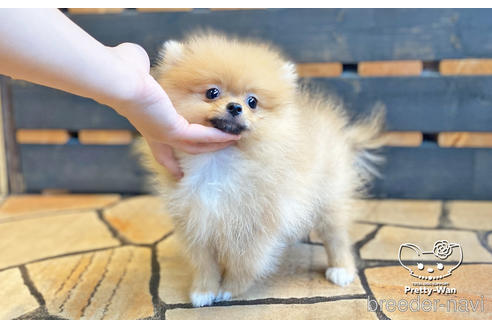 成約済の愛知県のポメラニアン-142374の5枚目