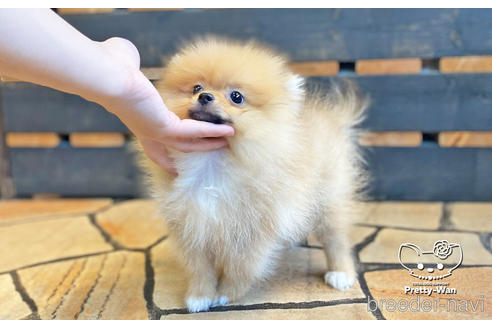 成約済の愛知県のポメラニアン-142374の2枚目