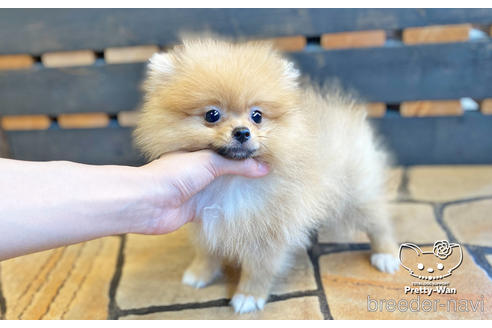 成約済の愛知県のポメラニアン-142374の3枚目