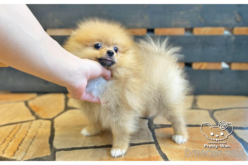 成約済の愛知県のポメラニアン-142374の4枚目