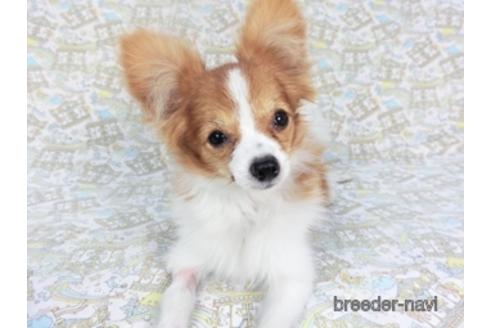 成約済の千葉県のパピヨン-141698