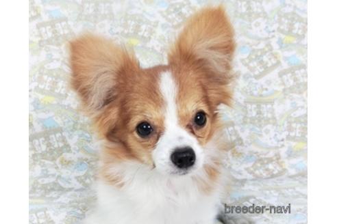 成約済の千葉県のパピヨン-141698の4枚目