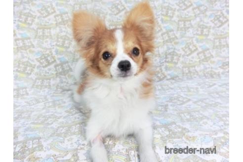 成約済の千葉県のパピヨン-141698の3枚目