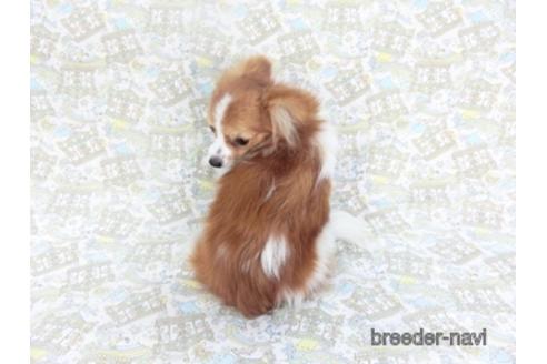 成約済の千葉県のパピヨン-141698の2枚目