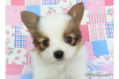 成約済の千葉県のパピヨン-140863