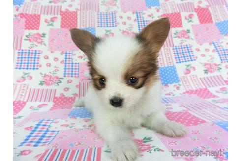 成約済の千葉県のパピヨン-140863の4枚目