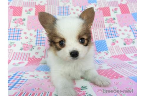 成約済の千葉県のパピヨン-140863の3枚目