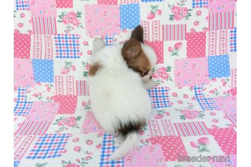 成約済の千葉県のパピヨン-140863の2枚目