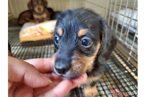 成約済の愛知県のミニチュアダックスフンド(ワイヤーヘアード)-142378