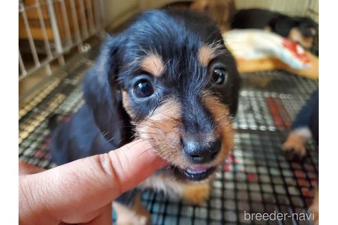 成約済の愛知県のミニチュアダックスフンド(ワイヤーヘアード)-142378の2枚目