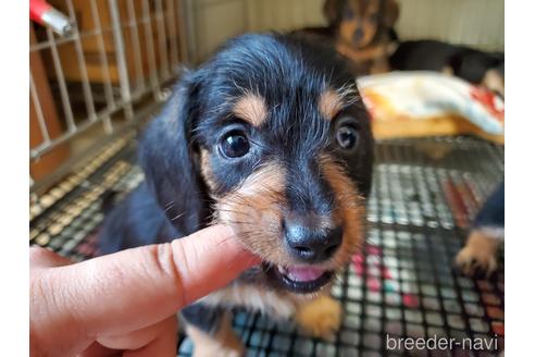 成約済の愛知県のミニチュアダックスフンド(ワイヤーヘアード)-142378の3枚目