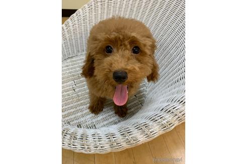 成約済の北海道のトイプードル-133992の5枚目