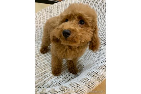 成約済の北海道のトイプードル-133992の4枚目