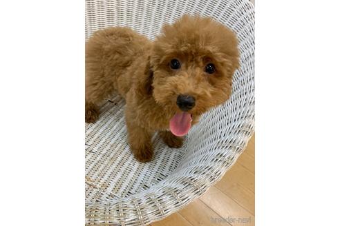 成約済の北海道のトイプードル-133992の3枚目