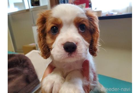 成約済の愛知県のキャバリアキングチャールズスパニエル-142379の6枚目
