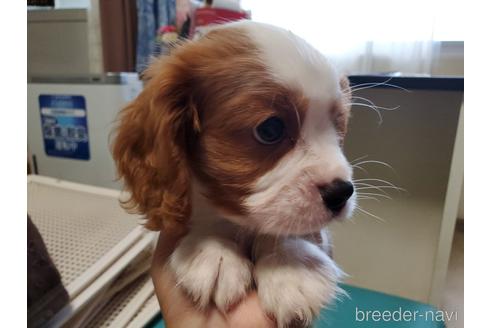 成約済の愛知県のキャバリアキングチャールズスパニエル-142379の4枚目