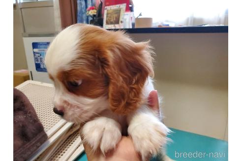 成約済の愛知県のキャバリアキングチャールズスパニエル-142379の3枚目